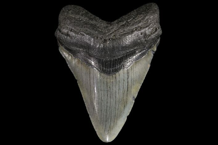 Fossil Megalodon Tooth - Georgia #109353